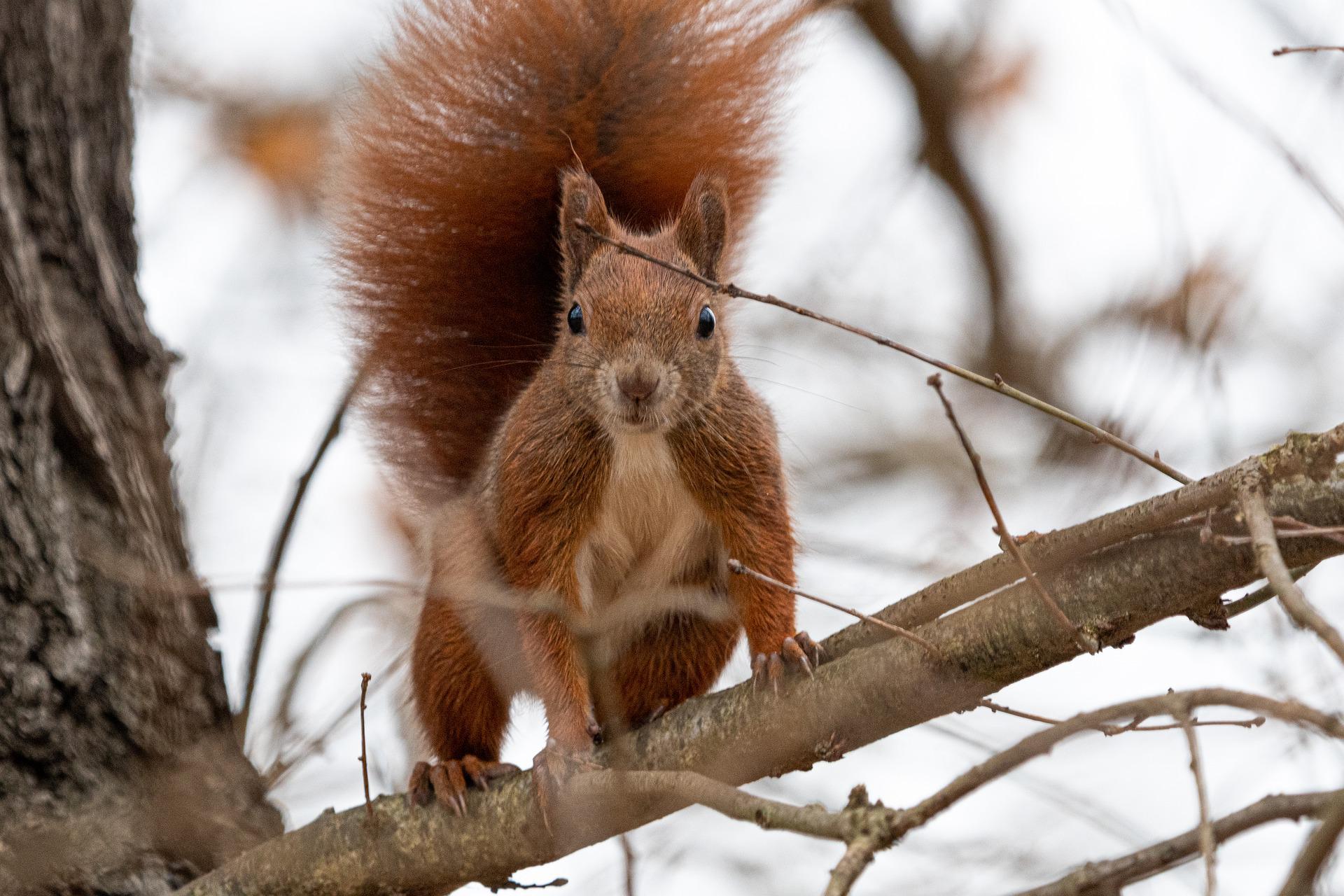 squirrel-gf629f320b_1920